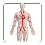 Anticoagulantes