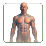 Relajantes musculares